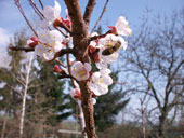 Kirschblte im April