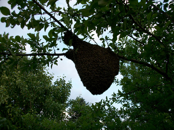 Bienenschwarm im Mrz