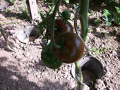 Ernte