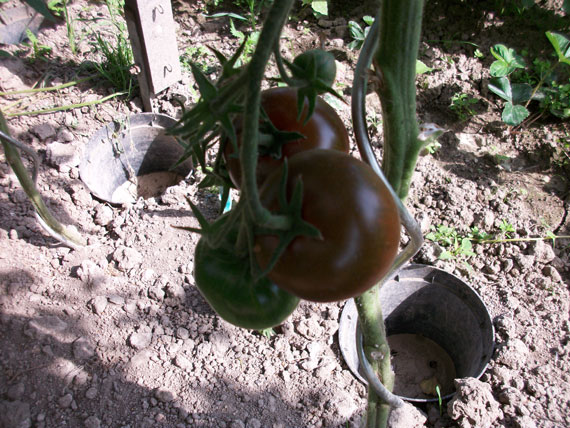 Ernte