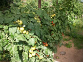 Ernte