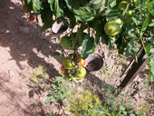 Ernte