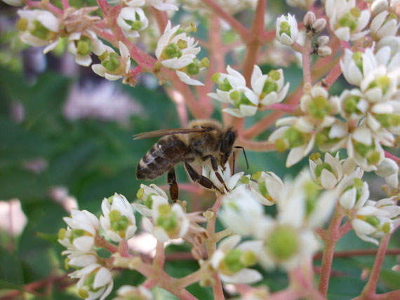 Biene auf dem Tausend Bl�tenbaum