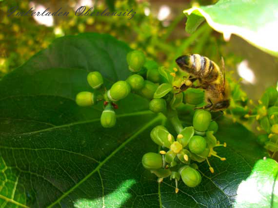 Wilder Wein an der Hauswand